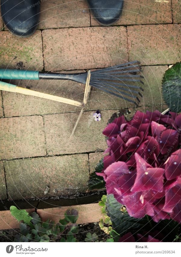Garden Pleasure Tool Life 1 Human being Plant Spring Beautiful weather Blossom Workwear Footwear Work and employment Observe Blossoming Authentic Natural Violet