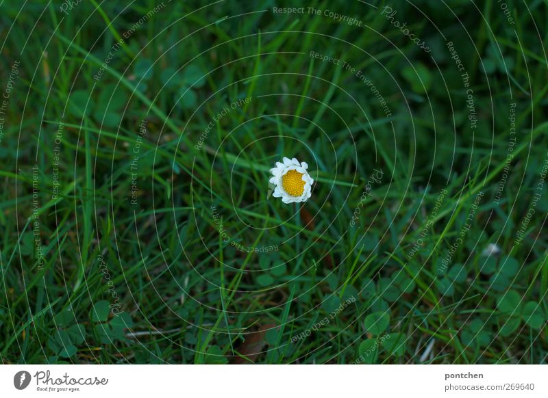 Clovers and single daisies in the grass from above. Spring. Nature spring Grass bleed Meadow Blossoming Yellow green White Daisy Lawn Individual Colour photo