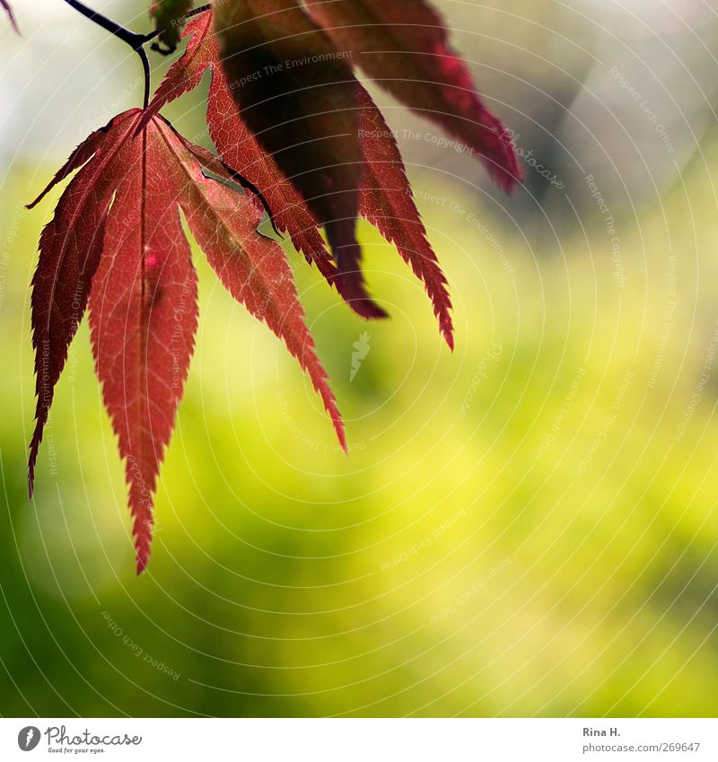 shine Nature Landscape Plant Spring Tree Leaf Japan maple tree Garden Illuminate Natural Yellow Green Red Colour photo Multicoloured Exterior shot Deserted