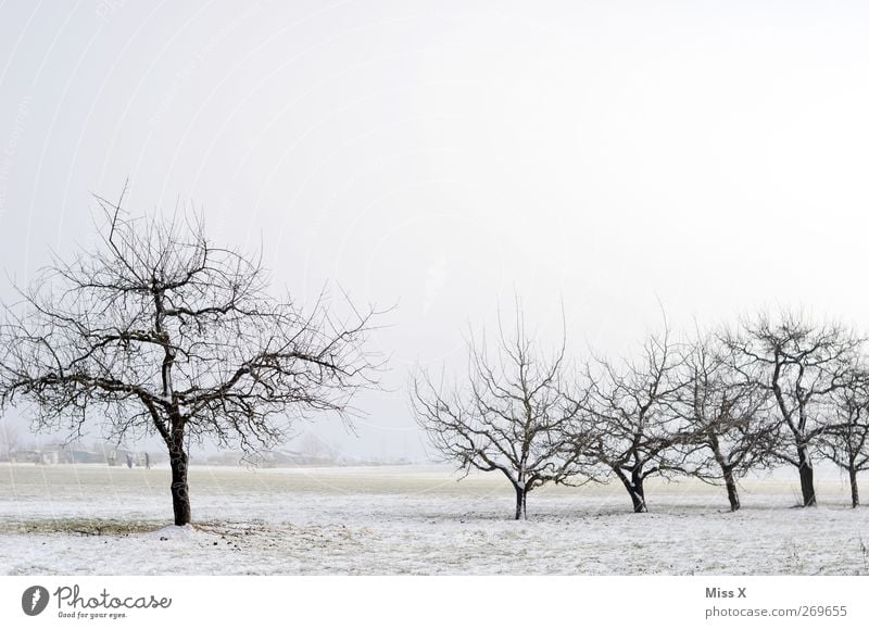 out of season II Nature Landscape Winter Ice Frost Snow Cold Gloomy White Fruittree meadow Winter's day Colour photo Subdued colour Deserted Copy Space top