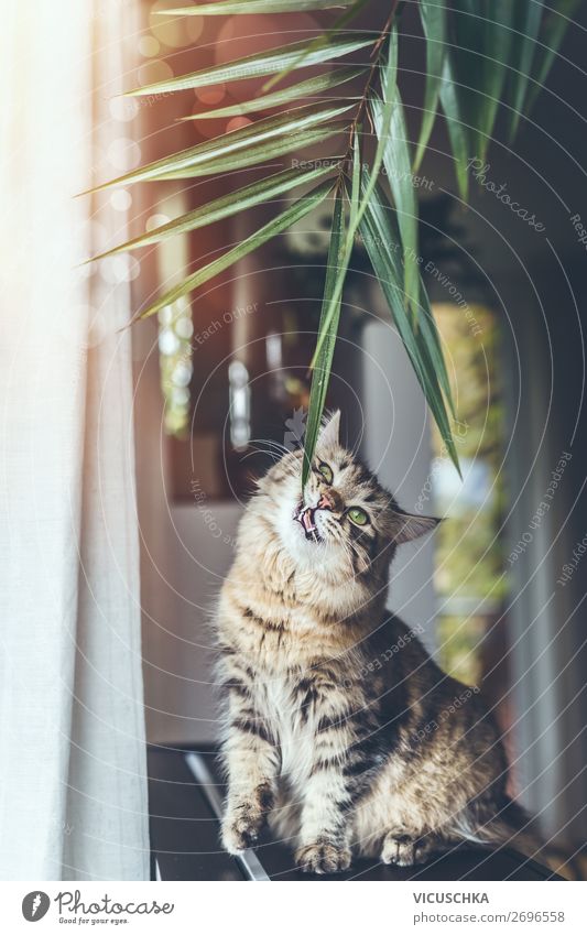 Young cat eats the houseplants Design Living or residing Living room Plant Pet Cat Eating Houseplant Lifestyle Flat (apartment) House (Residential Structure)