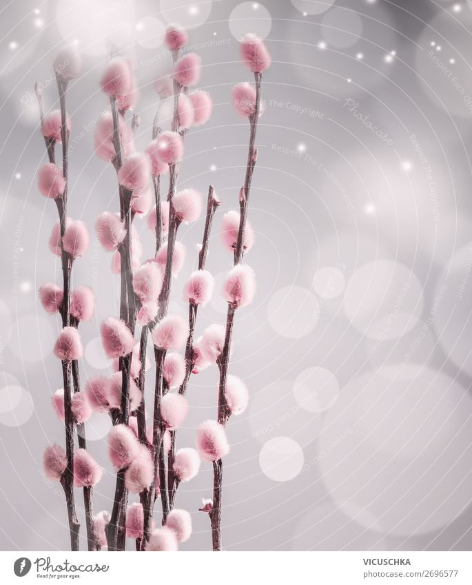Pink willow catkin on bokeh, spring Lifestyle Design Decoration Nature Plant Spring Blossom Bouquet Hip & trendy Soft Background picture April March