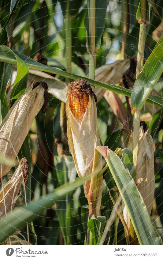 maize field Food Vegetable Environment Nature Landscape Agricultural crop Eating Yellow Maize Corn cob Maize field Agriculture Colour photo Exterior shot Day