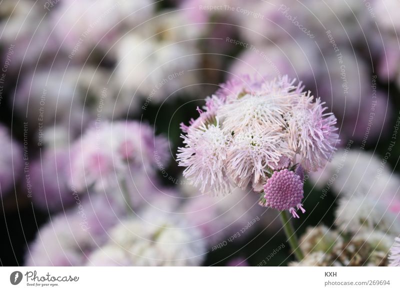 Flower in sea of flowers Nature Plant Spring Blossom Garden Park Violet Pink Dream Environment Colour photo Exterior shot Close-up Deserted Morning