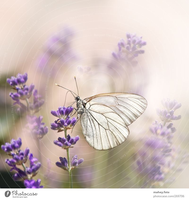 Summer lightness Nature Flower Blossom Lavender Medicinal plant Flowering plants Garden Flowerbed Butterfly Wing tree white butterfly Insect Breathe Fragrance