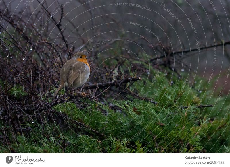 Robin in the rain 3 Landscape Trip Freedom Environment Nature Drops of water Bad weather Rain Bushes Forest Animal Wild animal Bird Wing 1 Observe Looking Sit