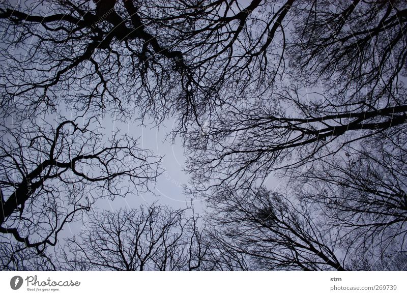 in the wood Environment Nature Landscape Plant Sky Cloudless sky Night sky Autumn Winter Beautiful weather Tree Deciduous tree Leafless Park Forest Moody