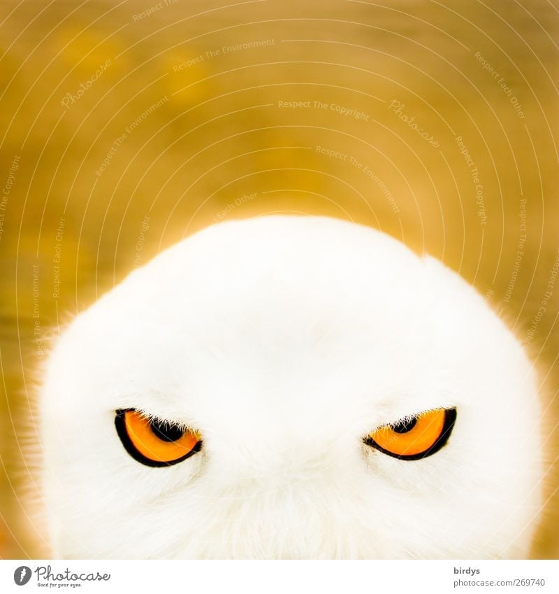 Portrait of a snowy owl face with bright orange eyes, looking into the camera Owl eyes Owl birds glowing eyes Snowy owl Animal Illuminate Animal portrait