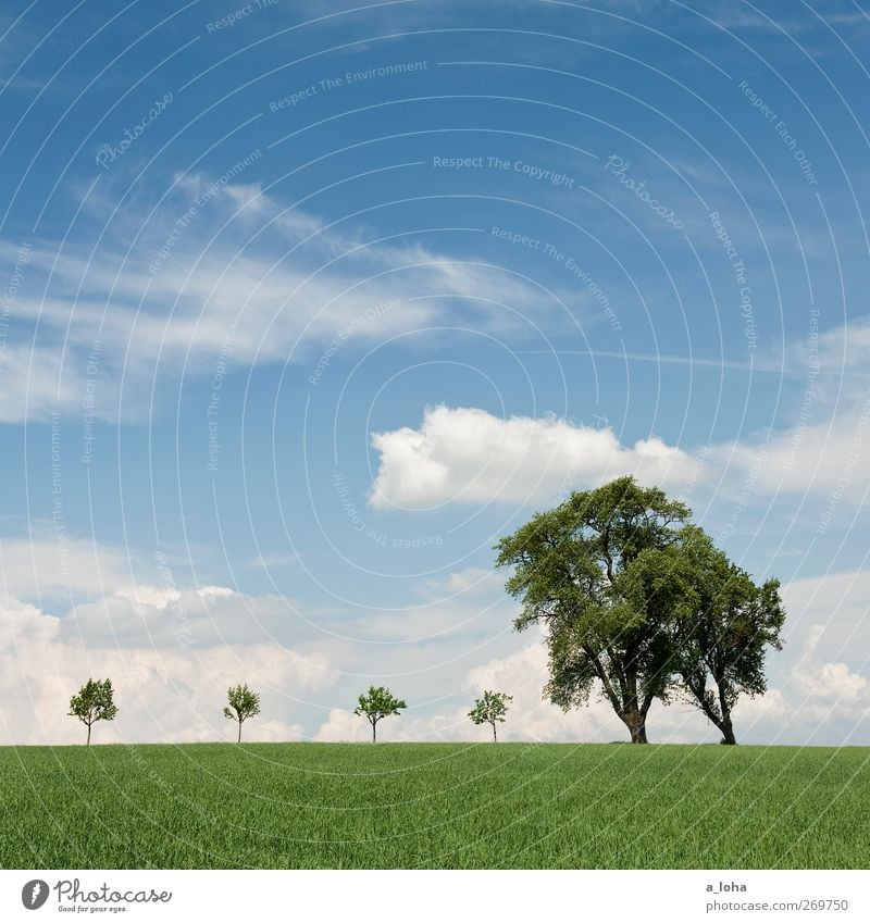 most4tel Nature Landscape Sky Clouds Spring Beautiful weather Tree Grass Agricultural crop Field Wood Blue Green Arrangement Pure Far-off places Environment