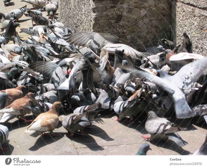 pigeon pile Pigeon To feed Heap Barcelona Spain Bird Ramblas Flying Argument Fight