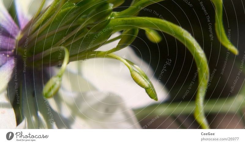 tentacles Flower Plant Blossom White Violet Green Tentacle Nature Pistil Seed Close-up Macro (Extreme close-up) Detail