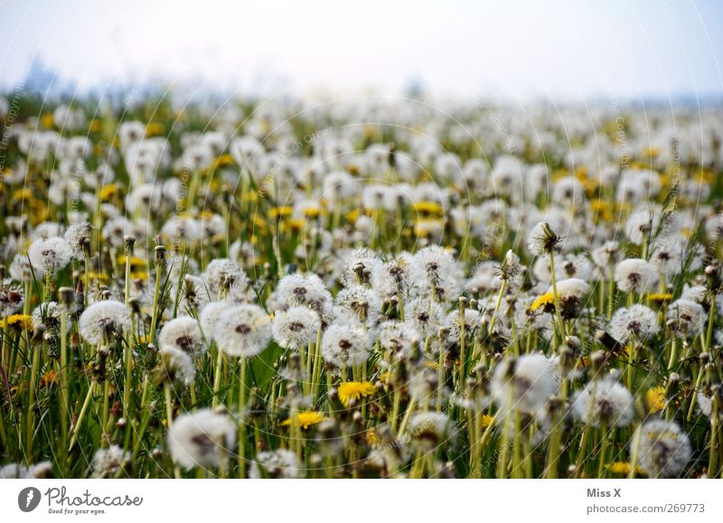 still wind Nature Plant Summer Flower Blossom Meadow Faded Delicate Dandelion Seed Field Colour photo Exterior shot Deserted Copy Space top