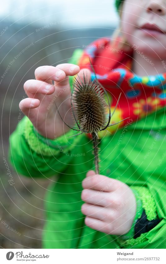 thistle luck Child Girl 3 - 8 years Infancy Observe Thistle Kindergarten Hiking Trip Colour photo Exterior shot