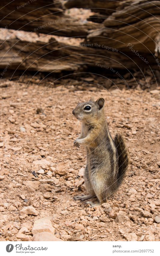 crazy Chipmunk Nature Earth Sand Drought Canyon Animal Wild animal Eastern American Chipmunk 1 Observe Discover Listening Wait Brash Small Near Curiosity Cute