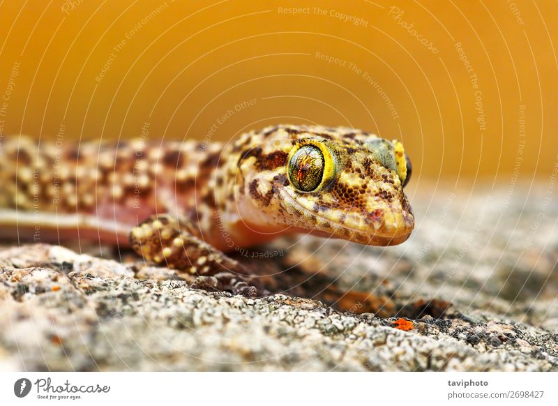 Hemidactylus turcicus or mediterranean house gecko Beautiful Skin House (Residential Structure) Environment Nature Animal Small Natural Cute Wild Brown Gecko