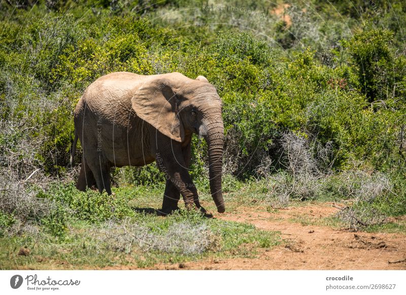 Elephant in the addo elephant national park Trunk Portrait photograph National Park South Africa Tusk Ivory Calm Majestic valuable Safari Nature Exterior shot