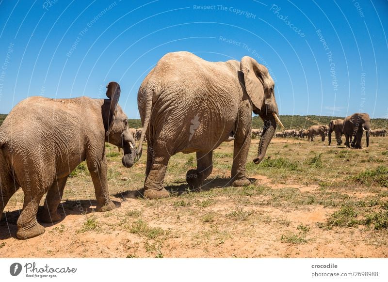 # 840 Elephant Colossus Herd South Africa National Park Protection Peaceful Nature Trunk Mammal Threat extinction Ivory Large Big 5 Bushes Watering Hole