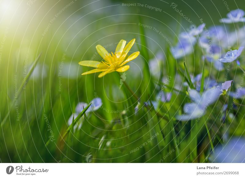 Field Of Fresh Morning Flowers In Spring Time A Royalty Free