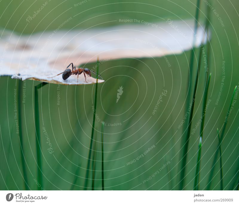 269909 The Little Ants Adventure Animal Grass Ant 1 Photocase Stock Photo Large 