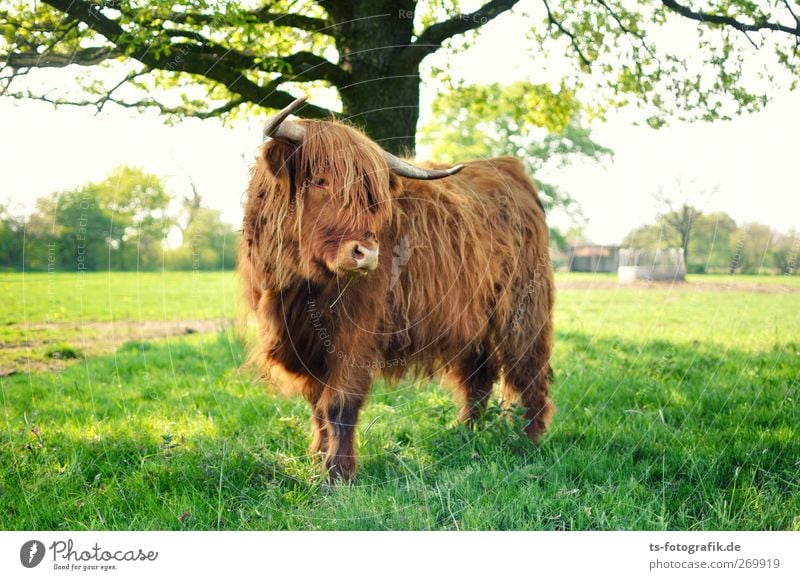Where are we going to Scotland, please? Environment Nature Sun Spring Summer Tree Grass Foliage plant Agricultural crop Meadow Field Animal Farm animal Cow