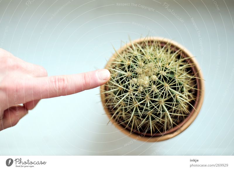 points of contact Leisure and hobbies Life Fingers Cactus Touch Round Point Thorny Attentive Caution Curiosity Interest Timidity Respect Risk Senses