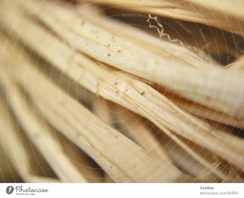 ligated Straw Thread Plaited Bound Wood Nature Macro (Extreme close-up) Close-up ochre Structures and shapes