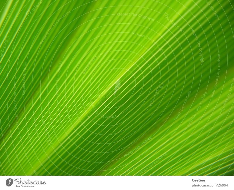 linear Leaf Plant Flower Green Style Nature Macro (Extreme close-up) Close-up Line Structures and shapes plant fibre Leaf filament