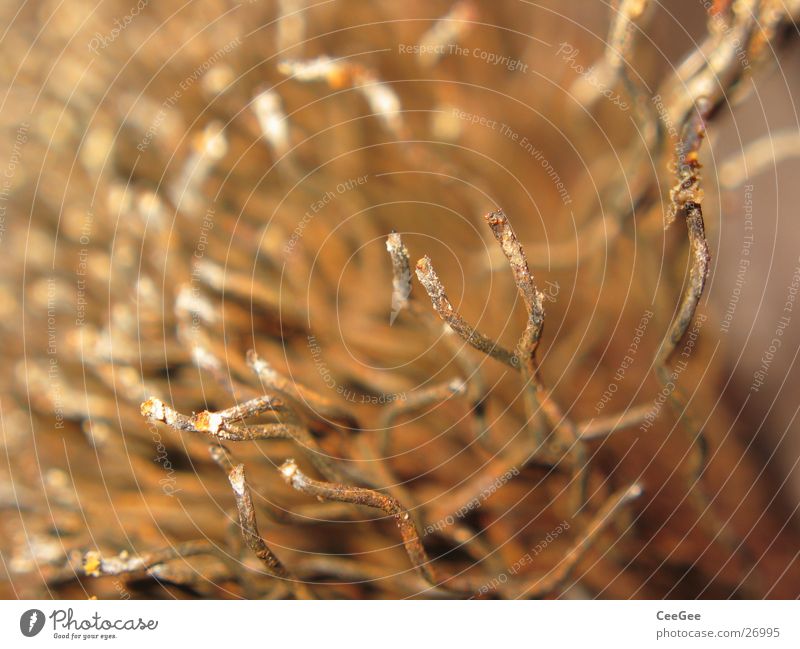 wire brush Wire Physics Tool Ochre Curved Waves Craft (trade) Brush Limbs Metal Rust Warmth Colour Macro (Extreme close-up) Close-up Detail