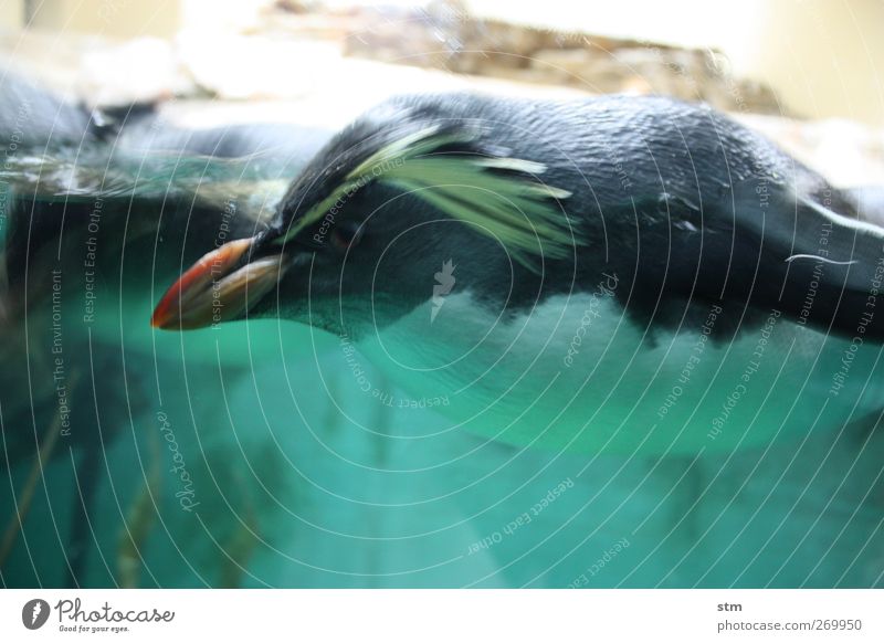 Firm in sight Animal Water Wild animal Animal face Wing Pelt Zoo Aquarium Penguin 1 Cool (slang) Single-minded Colour photo Multicoloured Interior shot Close-up
