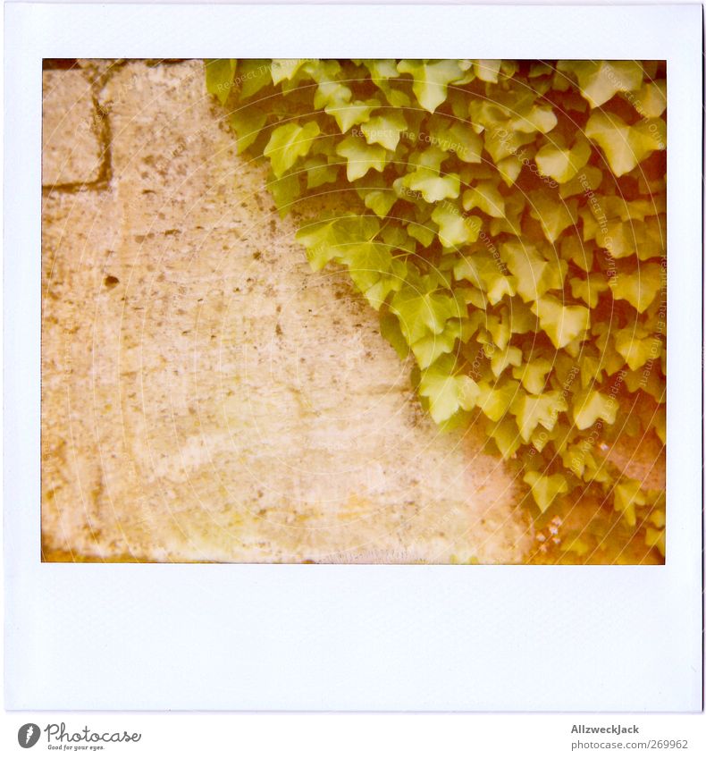 50\50 Plant Ivy Wall (barrier) Wall (building) Gray Green Converse Nature rankel plant Tendril Leaf Facade Colour photo Exterior shot Detail Polaroid Deserted