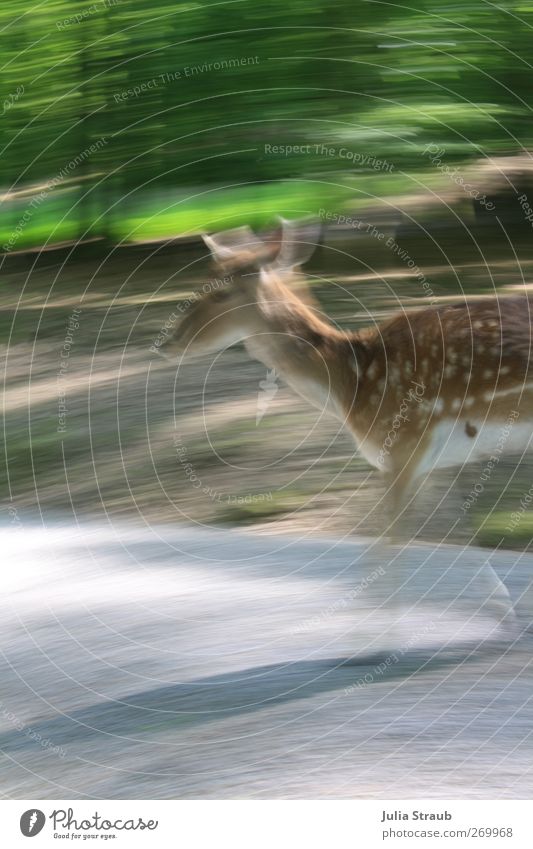 Deer or what Nature Spring Beautiful weather Forest Wild animal Animal face Pelt Roe deer Brown Gray Green Serene Game park Deer crossing Fallow deer