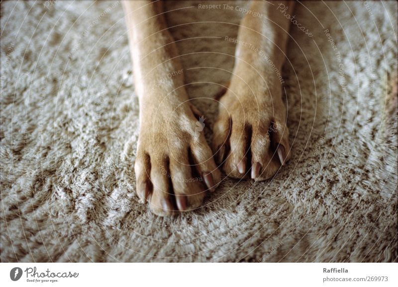 relaxation Animal Pet Dog Pelt Paw 1 Relaxation To enjoy Lie Brown Gold Gray Carpet Claw Legs Restful Colour photo Interior shot Deserted Bird's-eye view