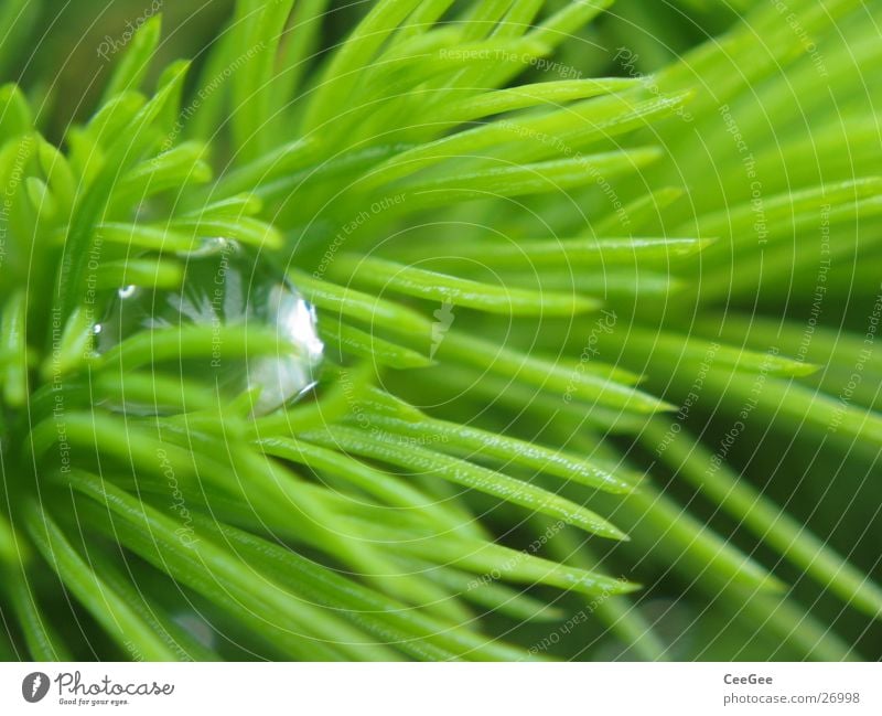 bunging Fir tree Green Sharp Thorny Nature Macro (Extreme close-up) Close-up Water Rain Drops of water Rope Point Structures and shapes Line Hide
