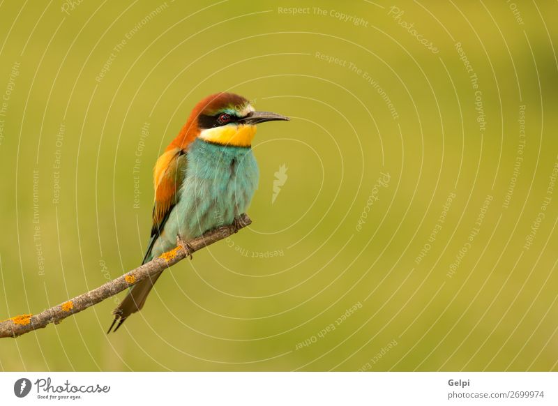 Small bird perched nice plumage Exotic Beautiful Freedom Nature Animal Bird Bee Glittering Feeding Bright Wild Blue Yellow Green Red White Colour Precision