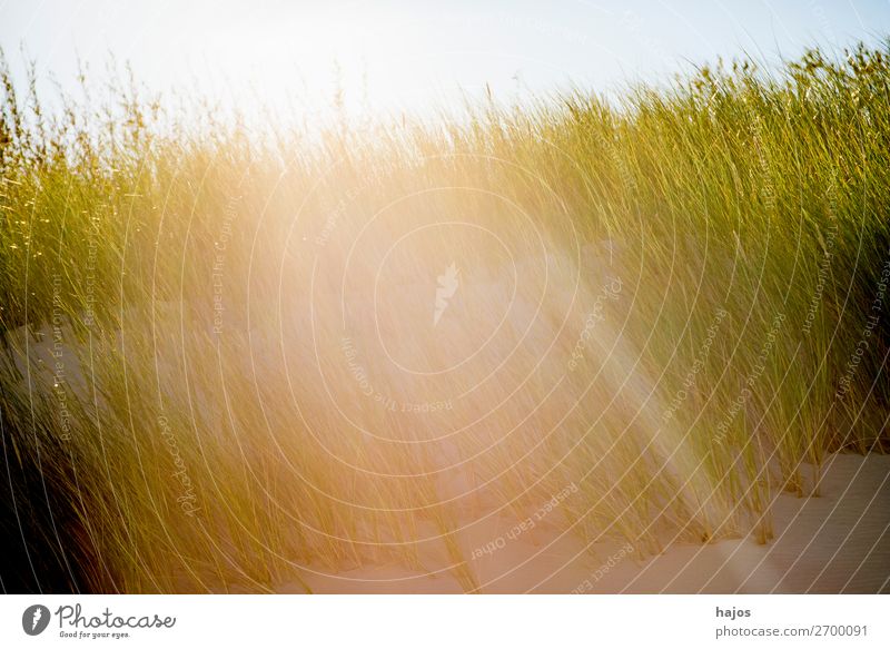 Strandhafer at the Baltic Sea in the back light Summer Beach Plant Sand Grass Green White marram grass Back-light Sunbeam Bright rays flora Poland Colour photo