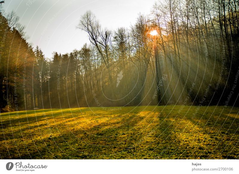 Sunbeams in the forest Relaxation Winter Nature Warmth Forest Bright Soft Idyll rays Light (Natural Phenomenon) reflections trees Meadow Green Autumn