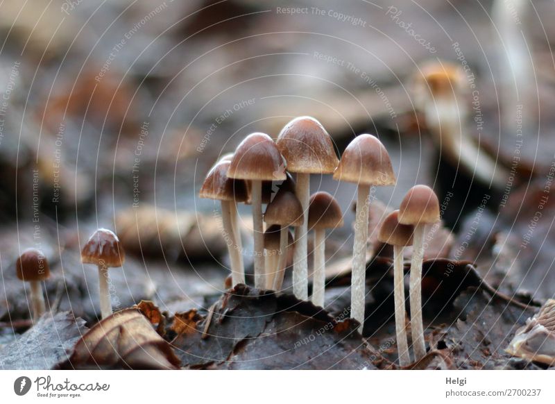 many small mushrooms grow between old leaves Environment Nature Plant Winter flaked Park Stand Growth Exceptional Uniqueness Small Wet natural Brown Gray White