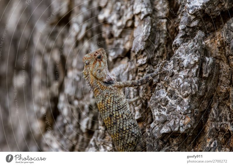 Signs of aging / Shrivelled Vacation & Travel Trip Adventure Far-off places Freedom Safari Expedition Environment Nature Plant Tree Virgin forest Animal