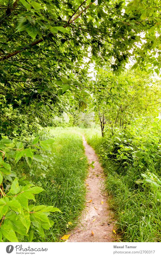 A walk in the Woods Herbs and spices Summer Sun Environment Nature Landscape Plant Clouds Tree Leaf Park Forest Lake Lanes & trails Natural Green background