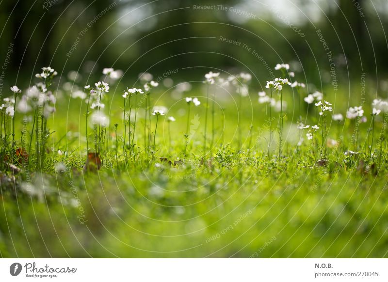 The Spring Girls Environment Nature Plant Beautiful weather Flower Blossom Garden Park Meadow Esthetic Green White Joy Happy Happiness Joie de vivre (Vitality)