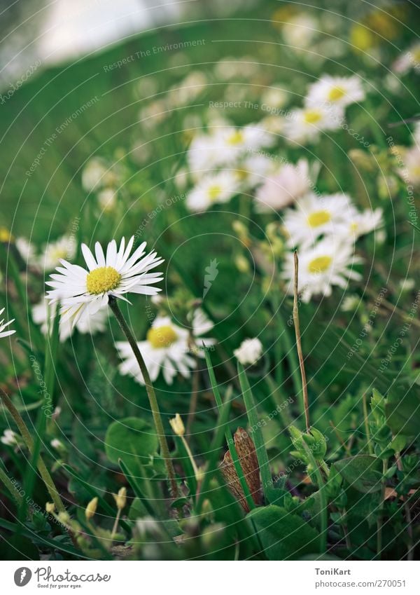 flower meadow Nature Plant Spring Flower Grass Blossom Wild plant Meadow Yellow Green White Colour photo Exterior shot Close-up Deserted Day Light