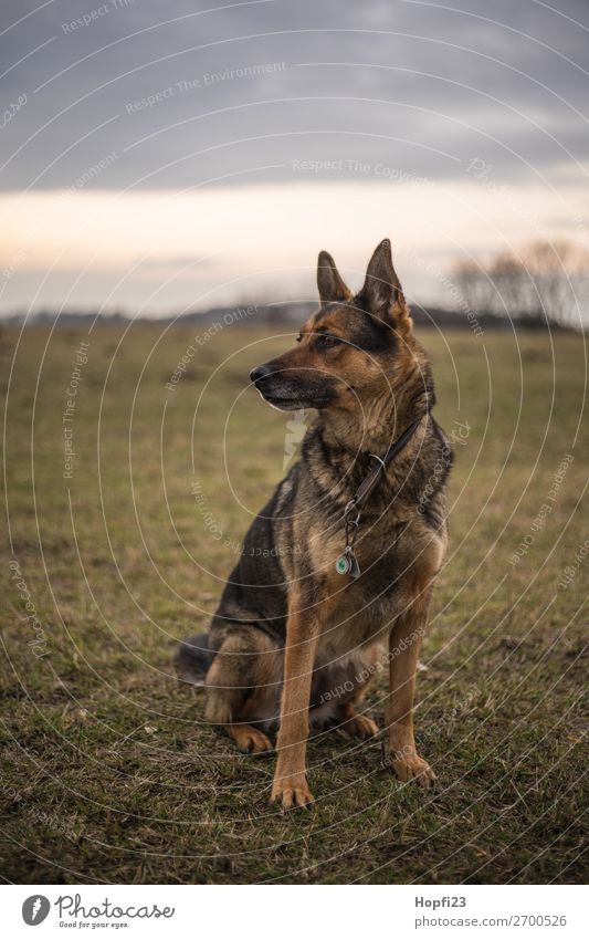 German shepherd dog Environment Nature Landscape Sky Clouds Autumn Meadow Animal Pet Dog 1 Observe Looking Sit Brown Multicoloured Yellow Gray Green Orange