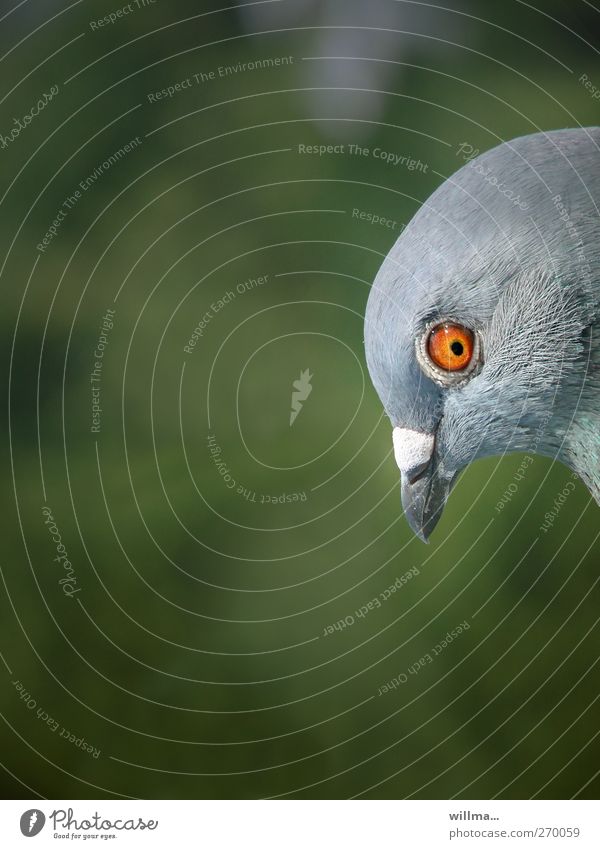 funny pigeon with a lot of text free space Bird Pigeon Head Beak Eyes Animal Observe Astute Funny Curiosity Mistrust Copy Space left Copy Space bottom Profile