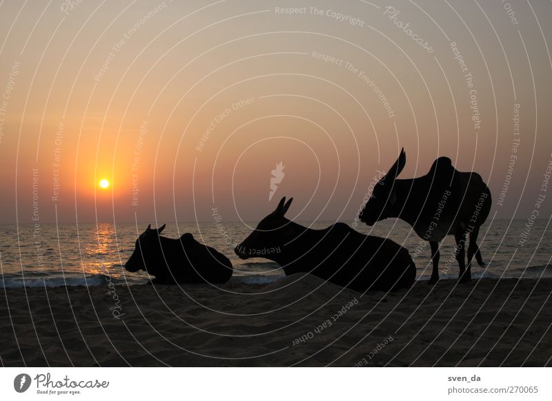 cow stairs Water Sky Cloudless sky Sun Sunrise Sunset Sunlight Summer Waves Beach Horizon Coast Stairs Animal Farm animal Cow Breathe Colour photo Exterior shot