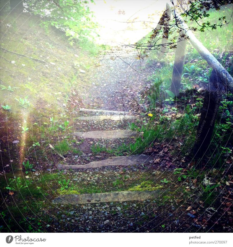 fairytale forest Sun Hiking Earth Summer Bushes Moss Forest Wood Loneliness Relaxation Nature Stairs Lanes & trails Double exposure Footpath Colour photo