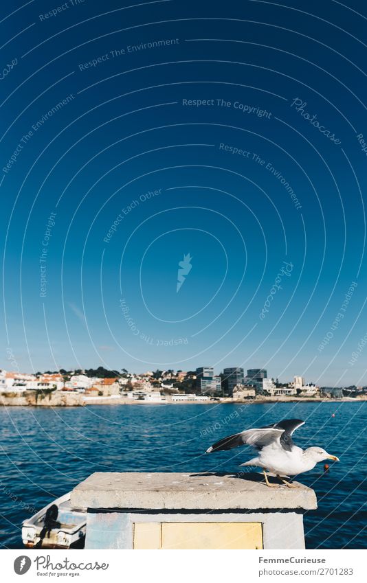 Seagull setting out to fly away Animal Vacation & Travel Freedom Blue sky Beautiful weather Sunbeam Flying Atlantic Ocean Port City Portugal Colour photo