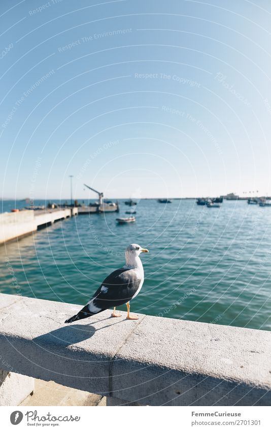 Seagull in front of port in Trafaria Port City Vacation & Travel Harbour Portugal Sun Sunbeam Ocean Vacation mood Travel photography Colour photo Exterior shot