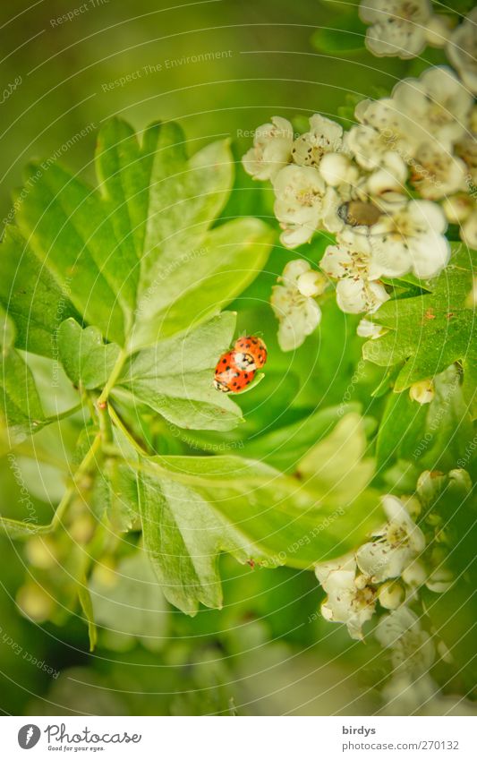 coitus Nature Plant Animal Spring Leaf Blossom Wild plant Hawthorn Ladybird 2 Pair of animals Touch Authentic Fragrance Natural Beautiful Green Red White Happy