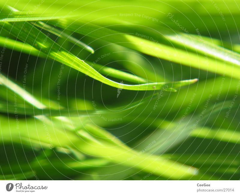 Grass mess Green Meadow Blade of grass Muddled Close-up Nature Macro (Extreme close-up) Lawn