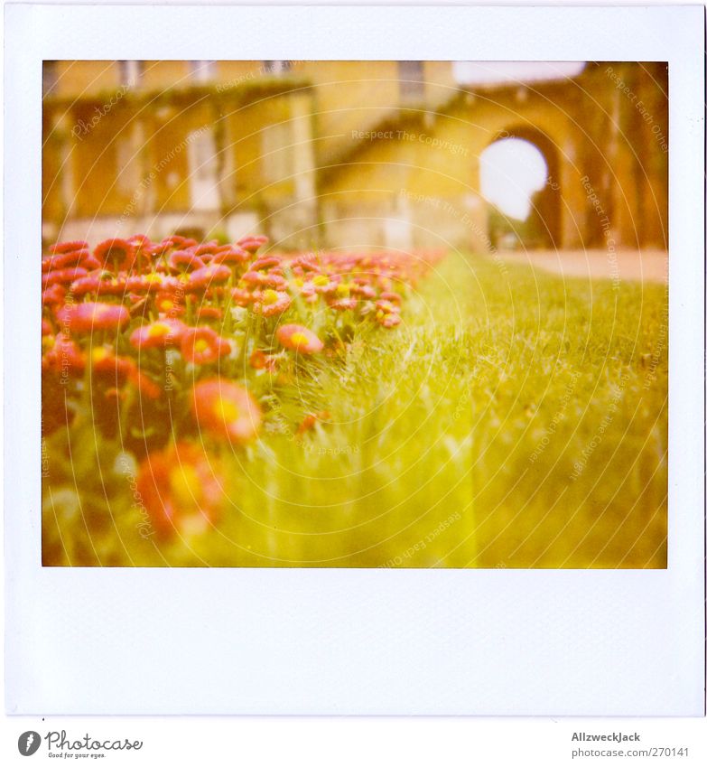daisies Grass Blossom Green Red Spring fever Daisy Garden Bed (Horticulture) Lawn Colour photo Exterior shot Polaroid Deserted Day Shallow depth of field
